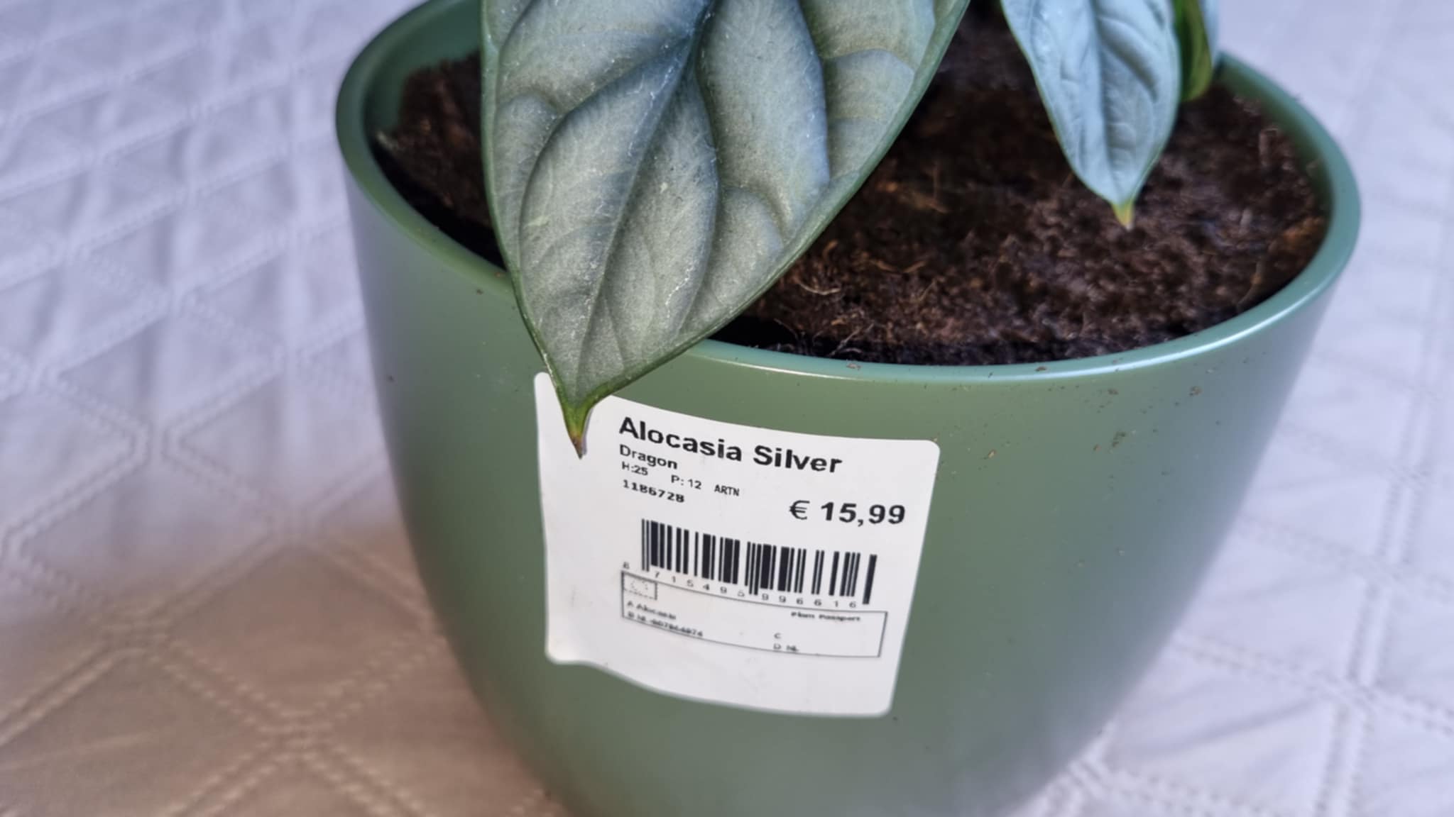 Silver Dragon Alocasia